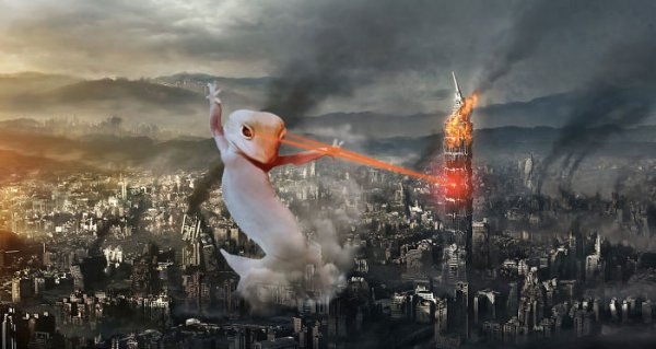 "Танцующий" геккон стал героем фотожаб | - «Интернет и связь»