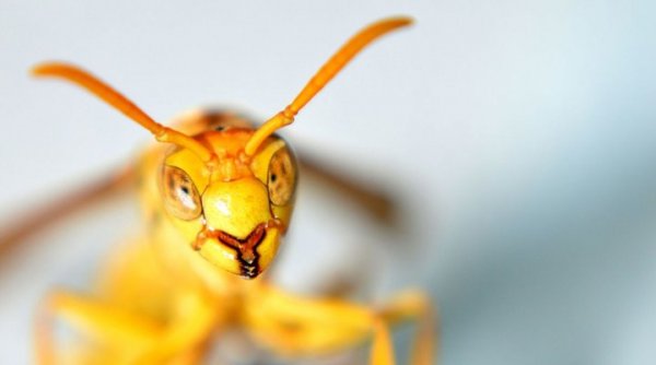 То, что скрыто от глаз: лучшие фото под микроскопом | - «Интернет и связь» То, что скрыто от глаз: лучшие фото под микроскопом | - «Интернет и связь»