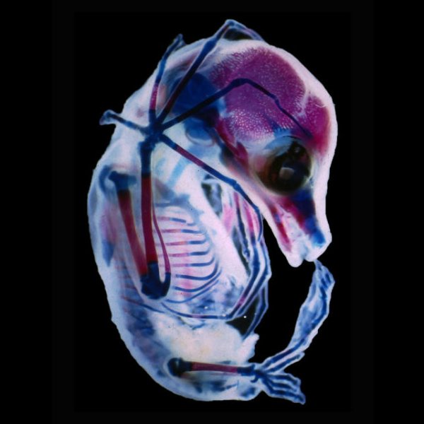 То, что скрыто от глаз: лучшие фото под микроскопом | - «Интернет и связь» То, что скрыто от глаз: лучшие фото под микроскопом | - «Интернет и связь»