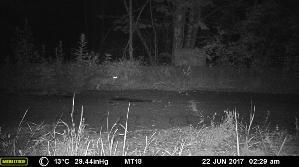 В Беларуси заметили лесного кота, который 90 лет считался вымершим | - «Интернет и связь»