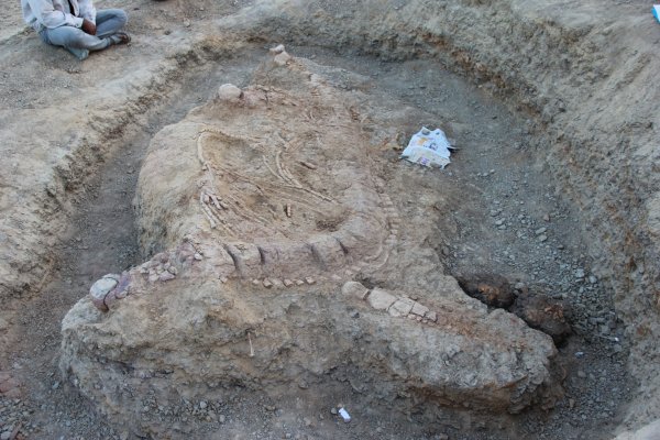В Индии нашли останки древнего "морского дракона" | 42.TUT.BY - «Интернет и связь»