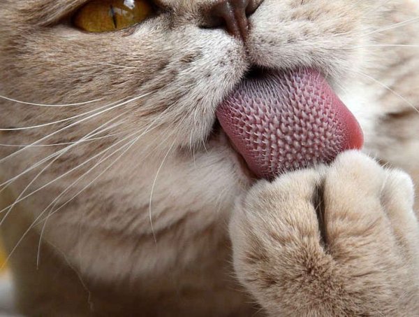 Вы почувствовали дискомфорт при просмотре этих фотографий? - ОПРОСЫ | - «Интернет и связь» Вы почувствовали дискомфорт при просмотре этих фотографий? - ОПРОСЫ | - «Интернет и связь»