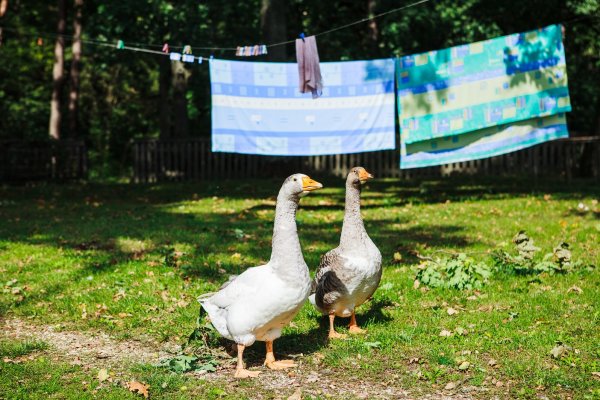 "Сел на велосипед – и ты в Польше". Как живет самая заповедная деревня Беларуси | - «Интернет и связь»