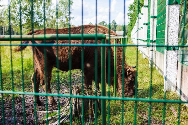 "Сел на велосипед – и ты в Польше". Как живет самая заповедная деревня Беларуси | - «Интернет и связь»