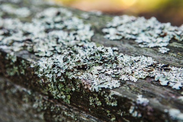 "Сел на велосипед – и ты в Польше". Как живет самая заповедная деревня Беларуси | - «Интернет и связь»