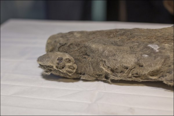 В Якутии нашли замерзшего львенка, которому больше 20 тысяч лет | - «Интернет и связь» В Якутии нашли замерзшего львенка, которому больше 20 тысяч лет | - «Интернет и связь»