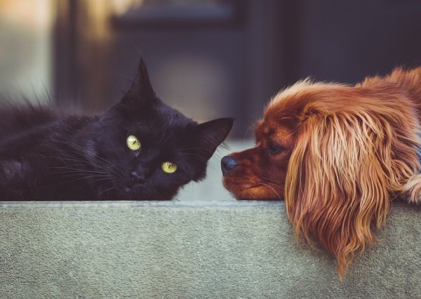 Ученые определили, кто умнее — кошки или собаки - «Интернет и связь»