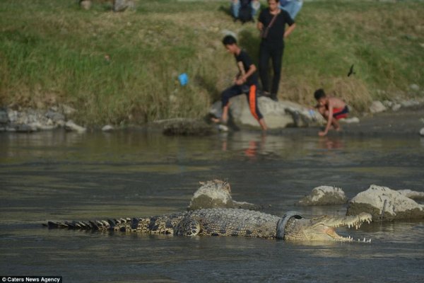 Фотофакт. Крокодил застрял в покрышке и два года живет в ней - «Интернет и связь»