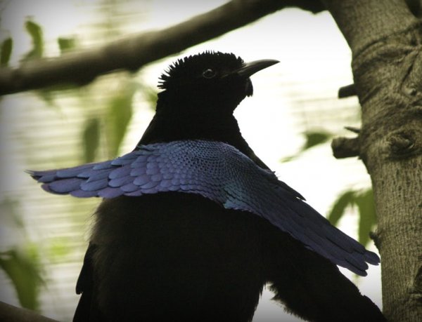 Найдена птица, которая поглощает свет - «Интернет и связь»
