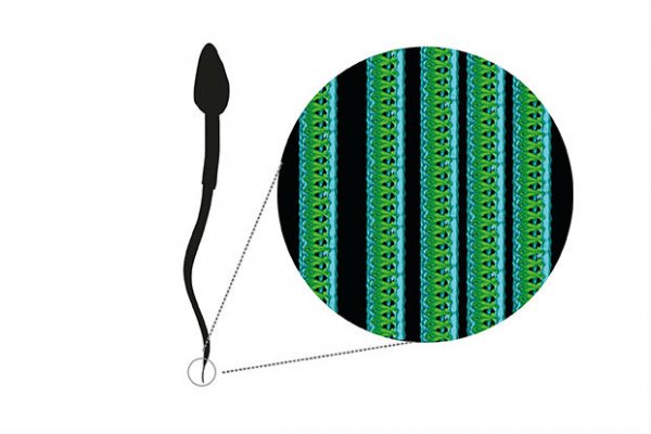 Ученые нашли новую структуру в сперматозоиде человека - «Интернет и связь»