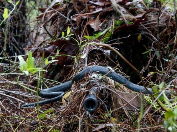 Фотофакт. Идеальная маскировка снайпера, которую не заметила даже змея - «Интернет и связь»