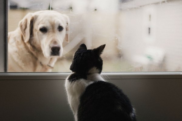 Ученые рассказали, что действительно любят есть собаки и кошки - «Интернет и связь»
