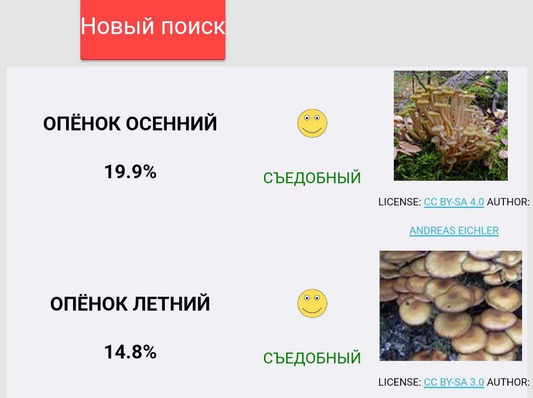 Опасный двойник опенка осеннего