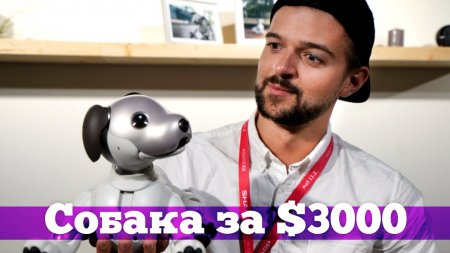 Aibo - что умеет робот-собака от Sony?  - «Телефоны»