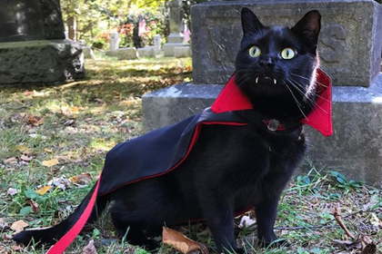 Черный кот с вампирскими клыками стал звездой сети - «Интернет»