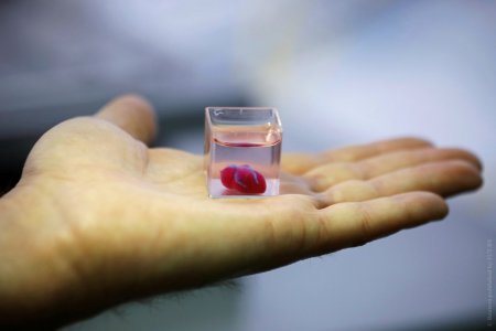 В Израиле напечатали живое сердце на 3D-принтере - «Интернет и связь»