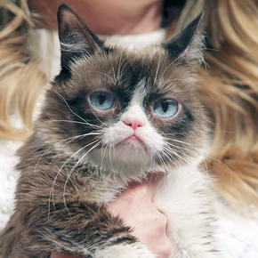 Умерла одна из самых известных кошек интернета Grumpy Cat - «Интернет»