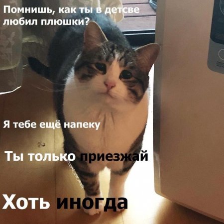 Что стало с героями старых мемов: котлетка с пюрешкой и кот, от которого хочется рыдать - «Интернет и связь»