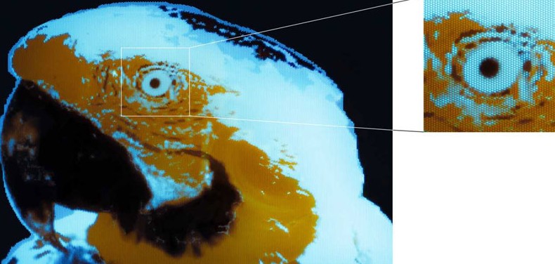 Учёные создали OLED размером с амёбу — его пиксели «напечатали» ультрафиолетом, как чипы - «Новости сети»
